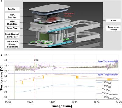 Human neural network activity reacts to gravity changes in vitro